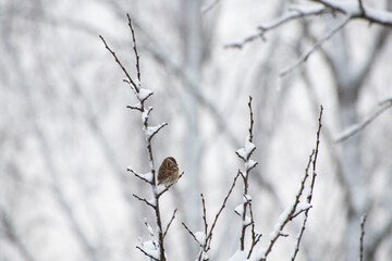 sparrow on a snow coverd branch