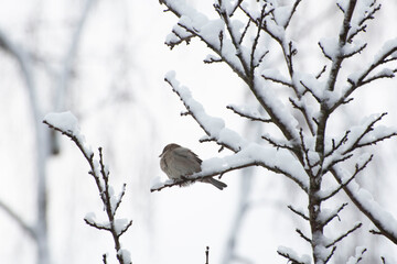 bird on a branch in winter