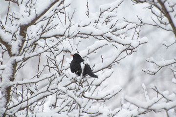 blackbird in the snow