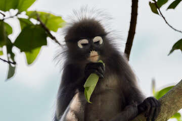 Cute Dusky Leaf Monkey, the spectacled langur or the spectacled leaf monkey in Taiping Zoo and Taiping Lake Garden.