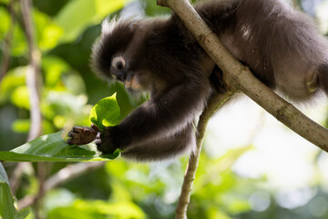 Cute Dusky Leaf Monkey, the spectacled langur or the spectacled leaf monkey in Taiping Zoo and Taiping Lake Garden.