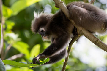 Cute Dusky Leaf Monkey, the spectacled langur or the spectacled leaf monkey in Taiping Zoo and Taiping Lake Garden.
