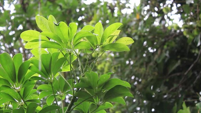 Water rain droplets fixed on dwarf umbrella green leaves stalk or Schefflera actinophylla or Walisongo leaf. Medium intensity rain falling on tree leaves.