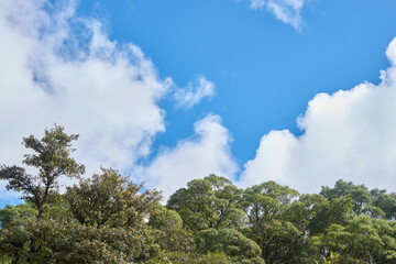 green trees with blue sky background and big white clouds
