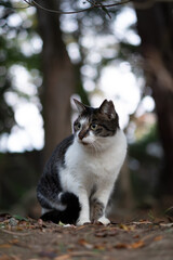 林の中で玉ボケを背景に鳴いてるキジトラ柄とぶち猫柄の野良猫