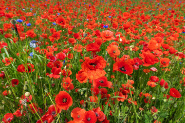 Obraz premium Cultivated agriculturl red poppy field for edible poppyseed oil production. Poppy oil is rich in vitamine E.