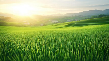 Lush Green Rice Fields Under a Bright Sunrise in Scenic Landscape