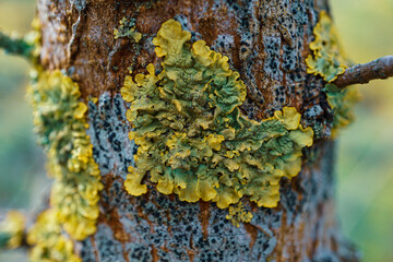 Xanthoria parietina Lichen on the tree in the forest