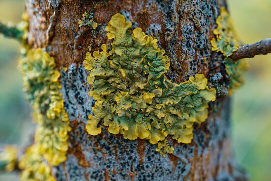 Xanthoria parietina Lichen on the tree in the forest
