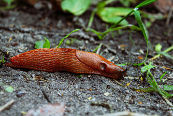 Red slug, Arion rufus, along the way. It is also known as the large red slug and chocolate arion. Ukraine