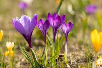 A bunch of purple crocuses in the sunlight