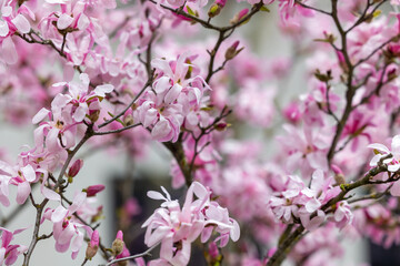 Obraz premium Natural background of blooming magnolia branches
