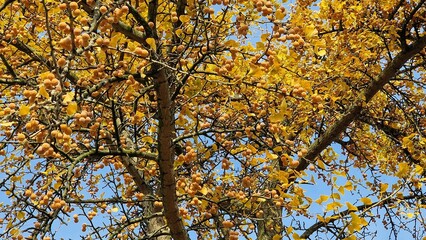 Ginkgo biloba tree branches, with ripe fruits and yellow leaves, in autumn.