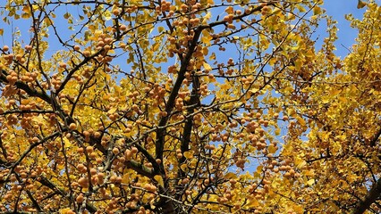 Fototapeta premium Ginkgo biloba tree branches, with ripe fruits and yellow leaves, in autumn.