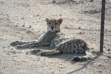 Namibia Cheetah