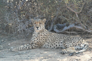 Namibia Cheetah