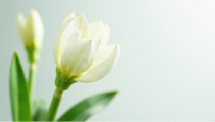 Fototapeta premium Delicate white petals unfolding on green stems, buds, stem, white