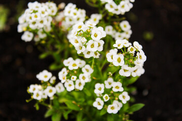 Close up of Lobularia maritima flowers syn. Alyssum maritimum, common name sweet alyssum or sweet...