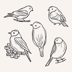 Hand drawn birds collection. Whimsical illustration