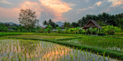 Fototapeta premium Rice farm and plantation. Agricultural tourism and travel, traditions and culture. Luang Prabang, Laos
