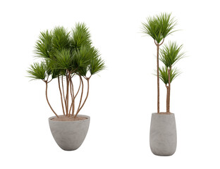 Yucca Elephantipes Gigantea Vase isolated on white