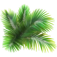 Obraz premium A prehistoric era Nipa palm, white background.