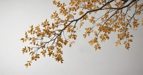Falling branch with leaves against a white background, Tree Branch, White Background, Leaf Falling