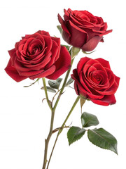 Obraz premium Three vibrant red roses with lush green leaves, showcasing their intricate petals and natural beauty.