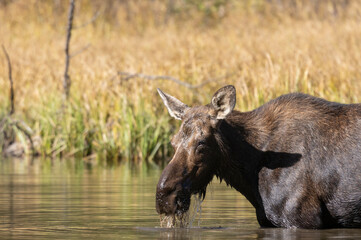 Cow Moose in a Pond in Autumn in Grand Teton National Park Wyoming