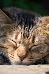 日向で気持ちよさそうにお昼寝してるキジトラ柄の子猫っぽい野良猫