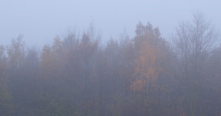 Misty autumn forest background filled with soft golden light and a beautiful variety of tree colors