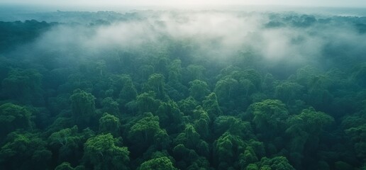 Fototapeta premium Aerial view of misty green forest canopy.