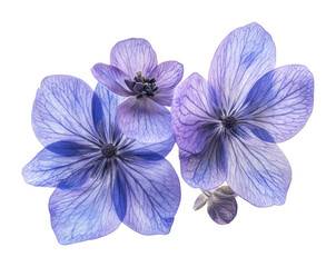 Delicate flying purple flowers on nature floral high fidelity aesthetic beauty isolated on transparent background png