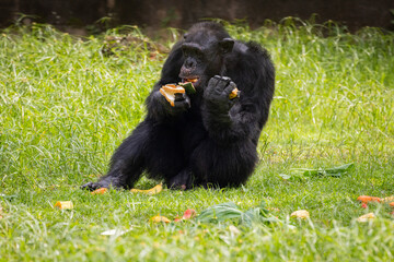 Adult Chimpanzee feeding on fruits, Taiping Zoo