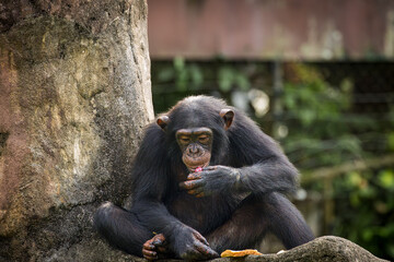 Adult Chimpanzee feeding on fruits, Taiping Zoo