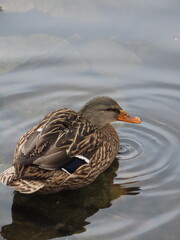 duck on the water