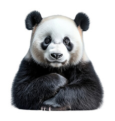 Fototapeta premium Giant panda bear portrait high fidelity studio environment close-up view wildlife concept isolated on transparent background png