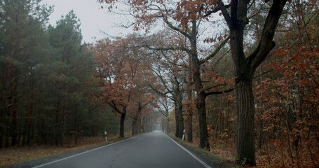 A serene road gracefully winds through a beautiful setting adorned by autumn trees and a foggy...