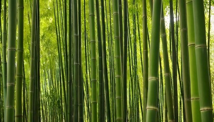 Fototapeta premium Bamboo tree with sunlight.,as of green bamboo trees in a forest with sunlight,nature, day, tree, balance, bonding, carrying, 3456
