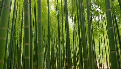 Bamboo tree with sunlight.,as of green bamboo trees in a forest with sunlight,nature, day, tree, balance, bonding, carrying, 452