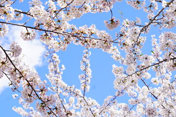 少し雲が出ている青空の下に咲くピンク色の綺麗な桜の花。2024年4月上旬の千葉県の桜。