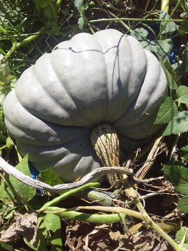 Pumpkin patch