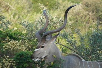 Antelope Kudu iSimangaliso wetland park South Africa Südafrika