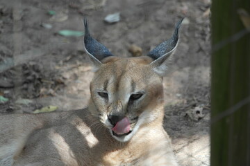 Caracal Karakal Cat Africa Afrika 
