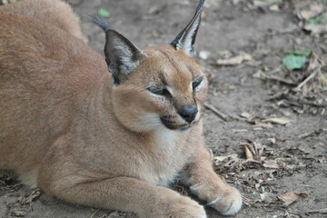 Caracal Karakal Cat Africa Afrika 