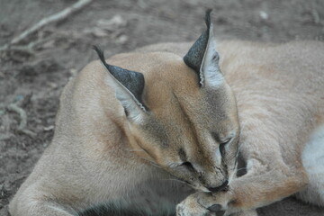 Caracal Karakal Cat Africa Afrika 