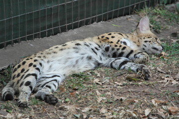 serval cat South Afrika Südafrika