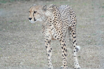 Cheetah South Afrika Südafrika