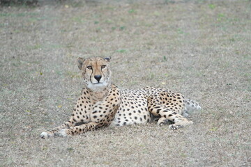 Cheetah South Afrika Südafrika