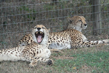 Cheetah South Afrika S&uuml;dafrika
